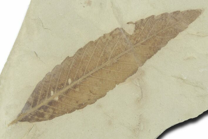 Fossil Leaf (Cedrelospermum) - Green River Formation, Utah #356132